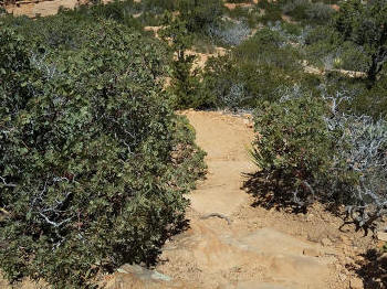 Bear Mountain Trail - Section 2 - 203