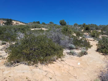 Bear Mountain Trail - Section 2 - 207