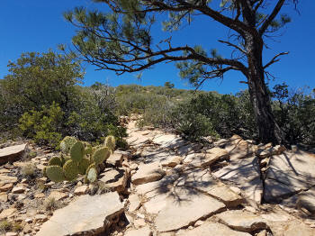 Bear Mountain Trail - Section 2 - 315