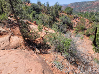 Decending Hog Heaven Trail 95