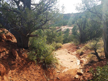 Hog Heaven Trail - Descent - Picture 14