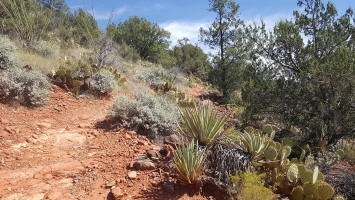 The trail leads upward - Ridge Trail