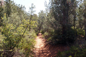 Soldier Pass Trail in the Canyon