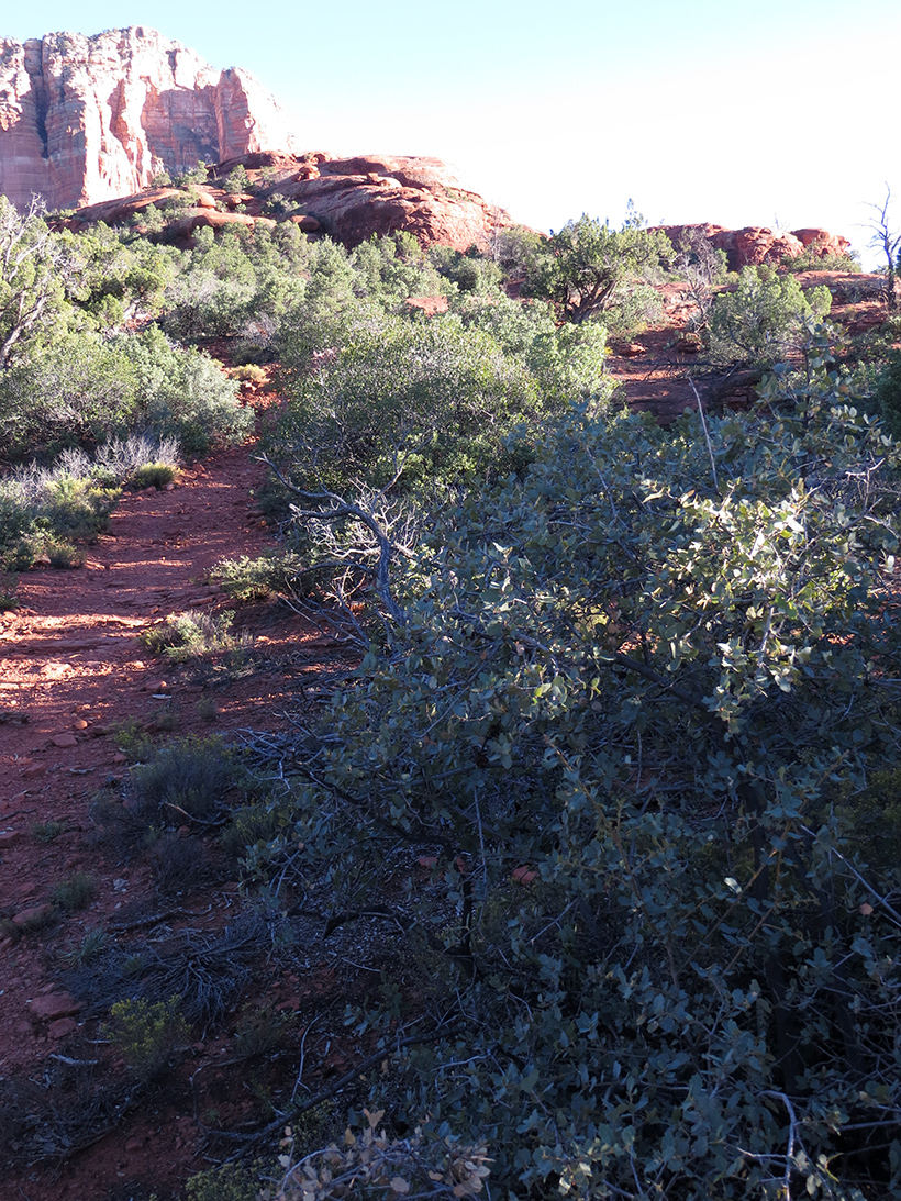 Trail leading to the top of Northern Bell Rock