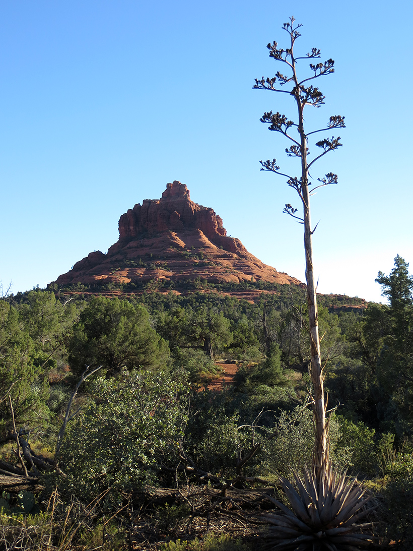 Bell Rock with an agave plant in the foreground.