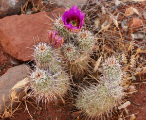 Cactus with purple flower