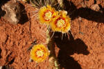 Flower (yellow) prickly pear cactus