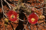 Flower (red) - Prickly pear cactus