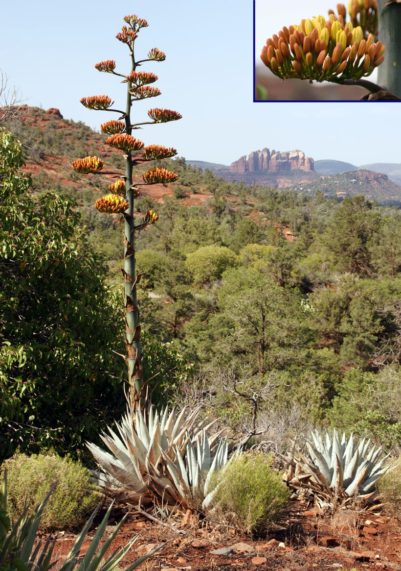 Agate and Cathedral Rock - Sedona Arizona