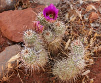 Purple Cactus Flower