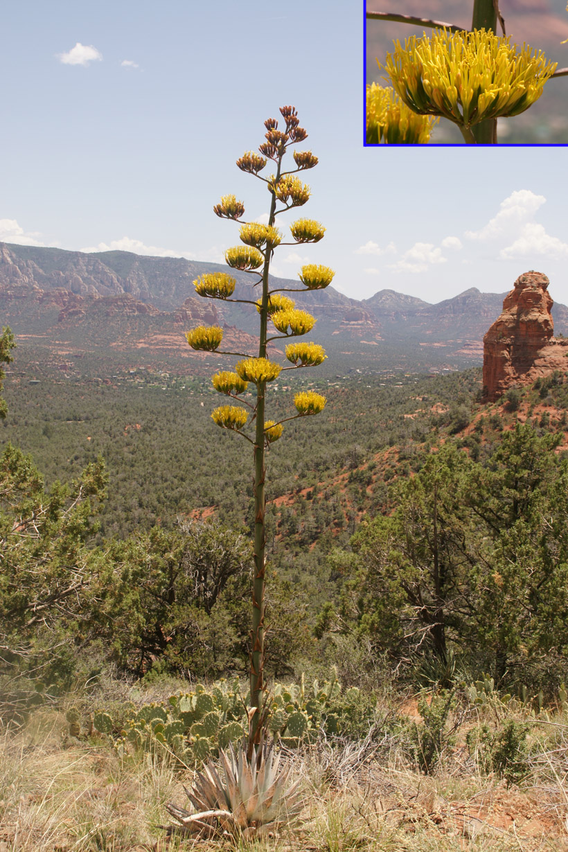 Agave, mast and flower in fuill bloom on Brins Mesa hiking trail.  